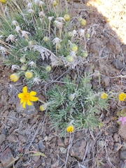 Nestotus stenophyllus