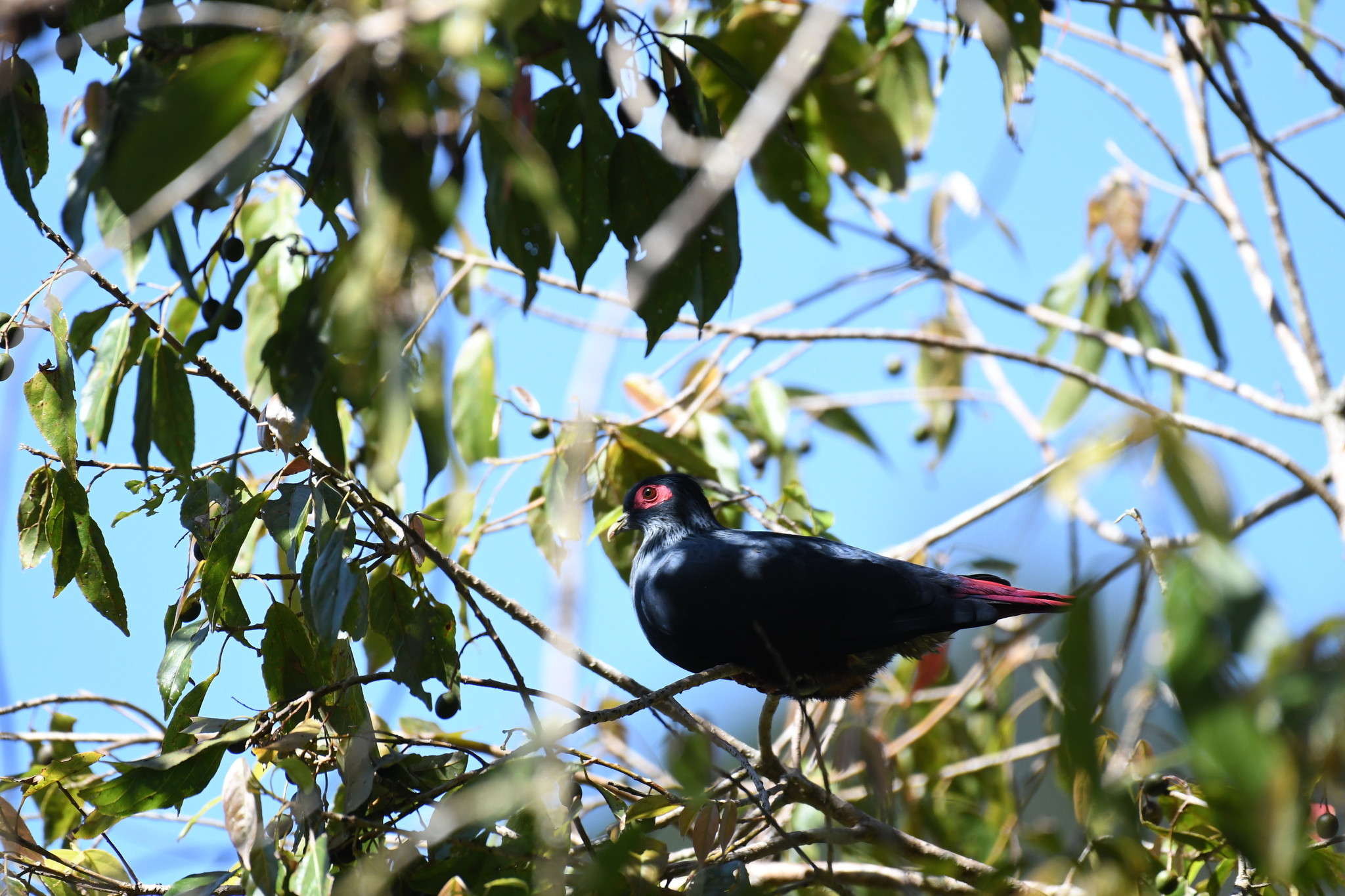 Madagascar Blue Pigeon (Alectroenas madagascariensis), photo 6