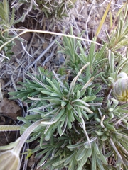 Nestotus stenophyllus