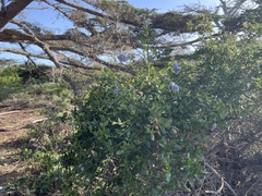 Ceanothus thyrsiflorus griseus