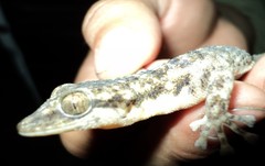 Phyllodactylus lanei