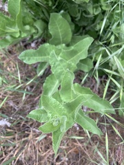 Acourtia microcephala