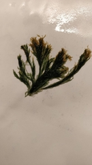 Cladophora rupestris