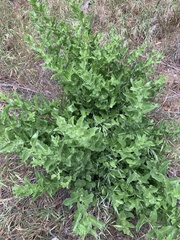 Acourtia microcephala