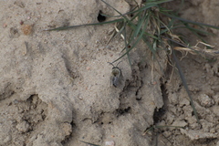 Colletes cunicularius