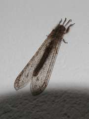 Centroclisis