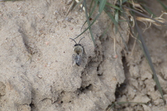 Colletes cunicularius