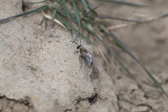 Colletes cunicularius
