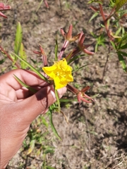 Ludwigia bonariensis