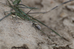 Colletes cunicularius