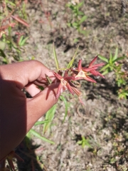 Ludwigia bonariensis