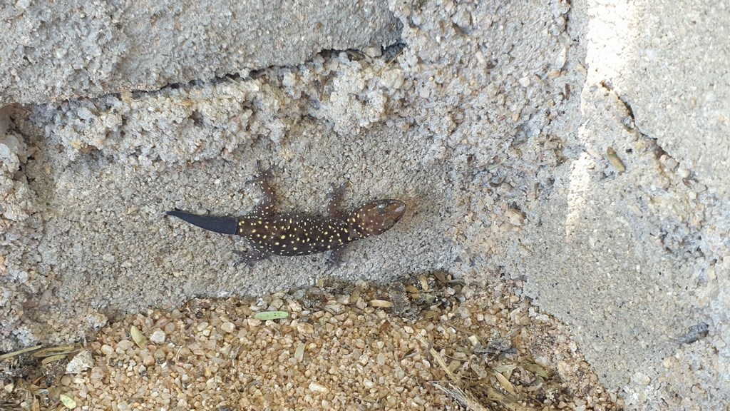 Two-colored Thick-toed Gecko