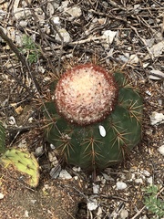 Melocactus macracanthos