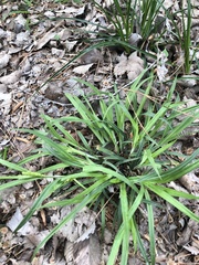 Carex flaccosperma