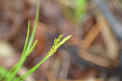 Carex deweyana