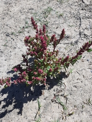 Oxybasis macrosperma