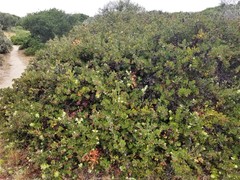 Arctostaphylos tomentosa