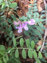 Lathyrus nevadensis