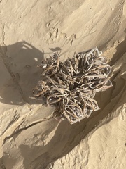 Anastatica hierochuntica