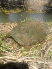 Chelydra serpentina