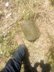 Chelydra serpentina
