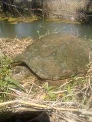 Chelydra serpentina