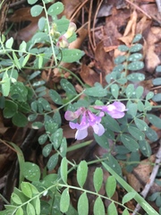 Lathyrus nevadensis