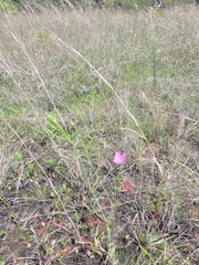 Sabatia grandiflora
