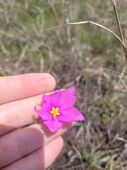 Sabatia grandiflora