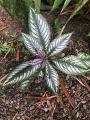 Strobilanthes auriculata