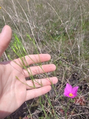 Sabatia grandiflora