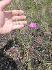 Sabatia grandiflora