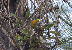 Prosthechea boothiana
