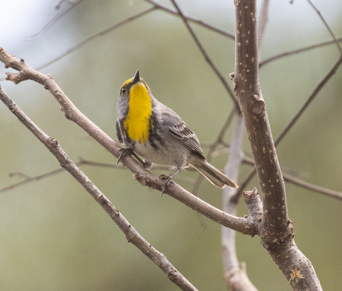 Olive-capped Warbler (Setophaga pityophila), photo 7