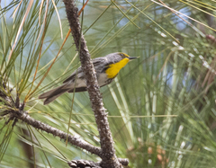 Setophaga pityophila