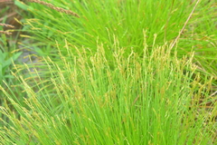 Carex deweyana