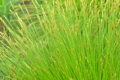 Carex deweyana