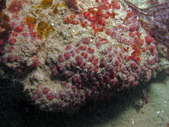 Dendrodoa grossularia