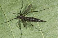 Nigrotipula nigra