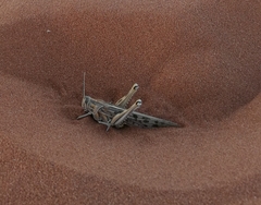 Schistocerca gregaria flaviventris