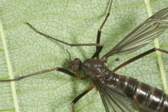 Nigrotipula nigra