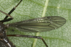 Nigrotipula nigra
