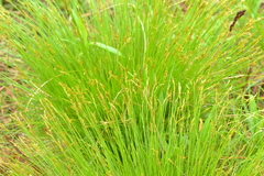 Carex deweyana