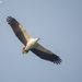 White-bellied Sea-Eagle - Photo (c) Chinmay Pathak, some rights reserved (CC BY-NC), uploaded by Chinmay Pathak