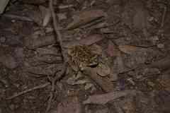 Incilius marmoreus