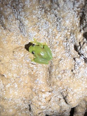 Rulyrana flavopunctata