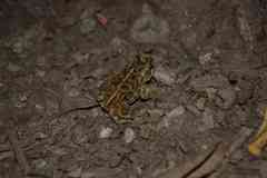 Incilius marmoreus