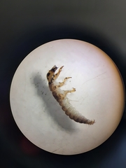 Rhyacophiloidea