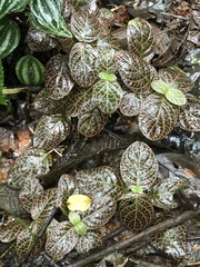 Fittonia