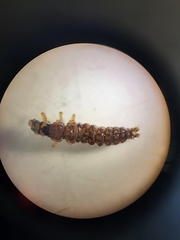 Rhyacophiloidea